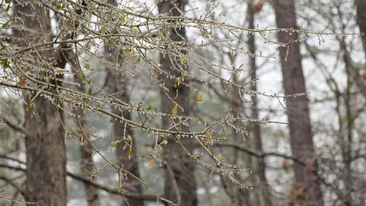 Фото: pxhere.com