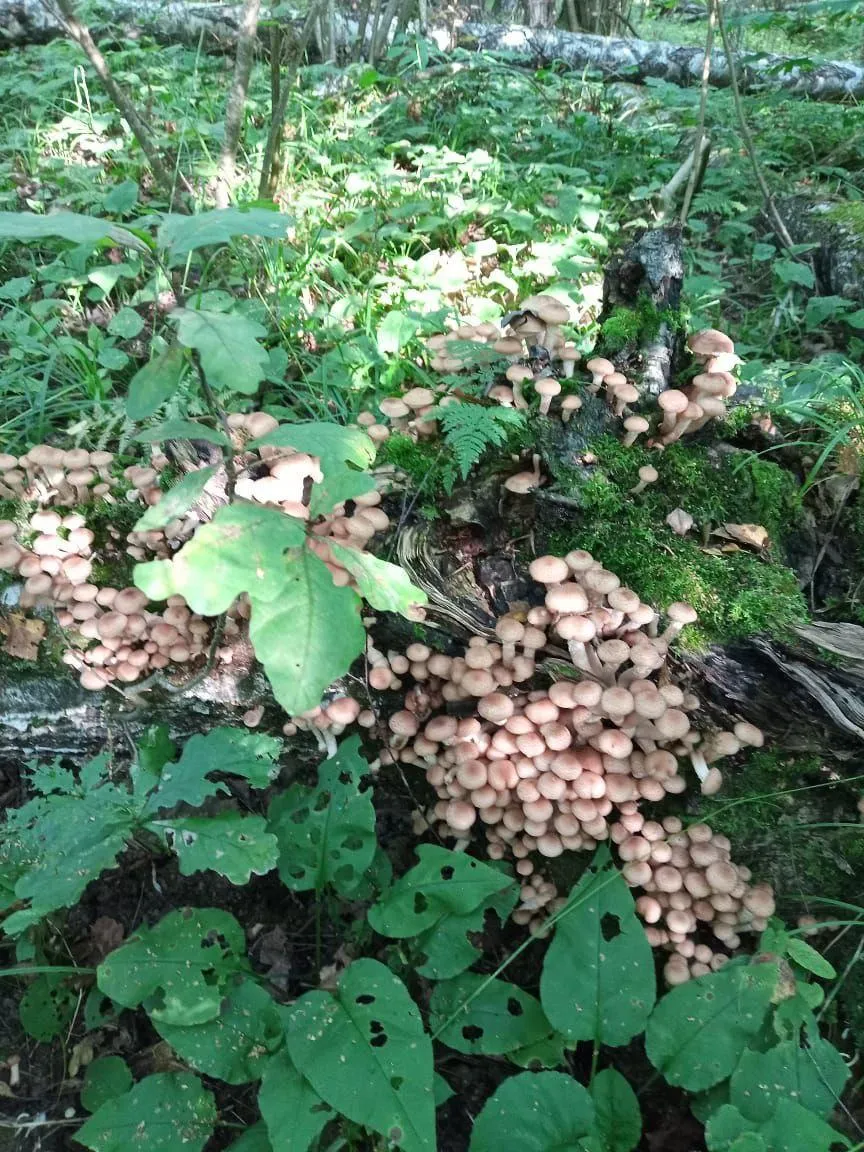 Настоящие опята