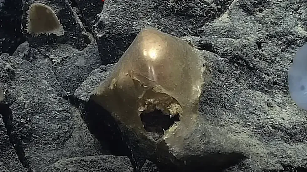 The Study Finds Guy/YouTube