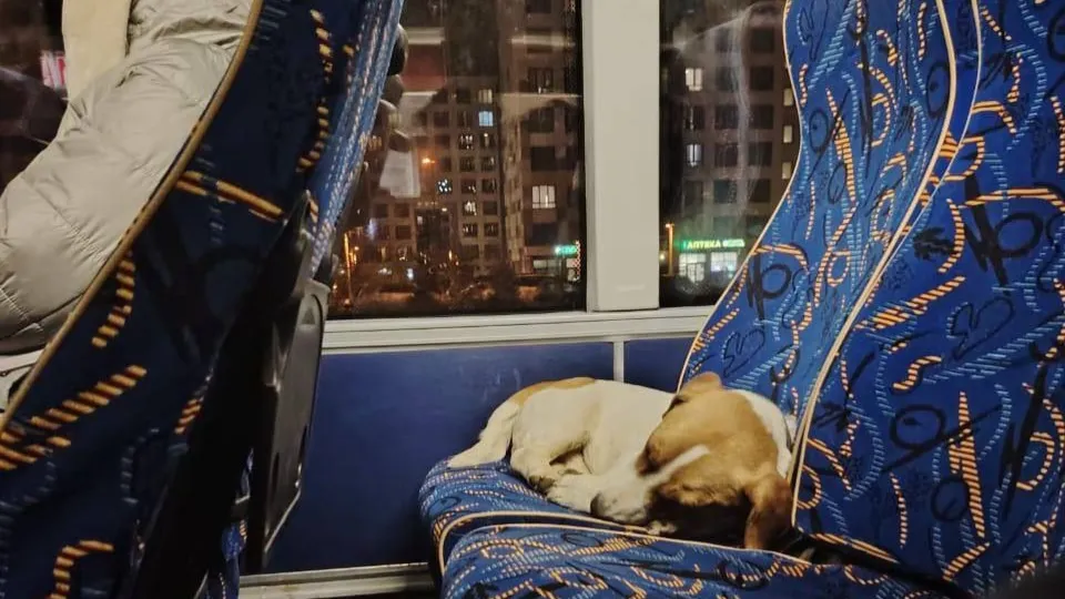 Фото: Мострансавто