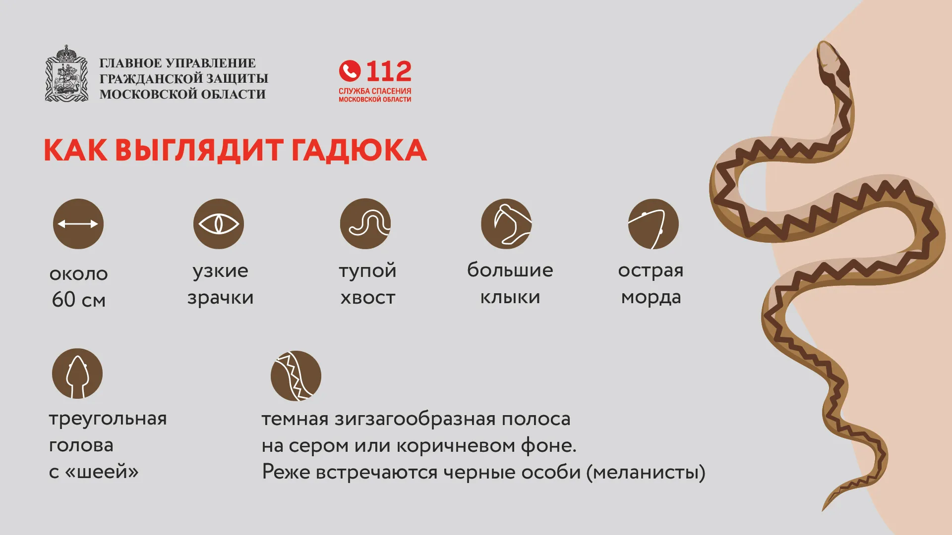 Гадюки-горизонталь (3)
