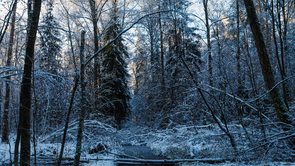 Фото: медиасток.рф