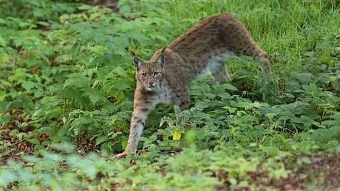 Фото: Ульянов А.И.