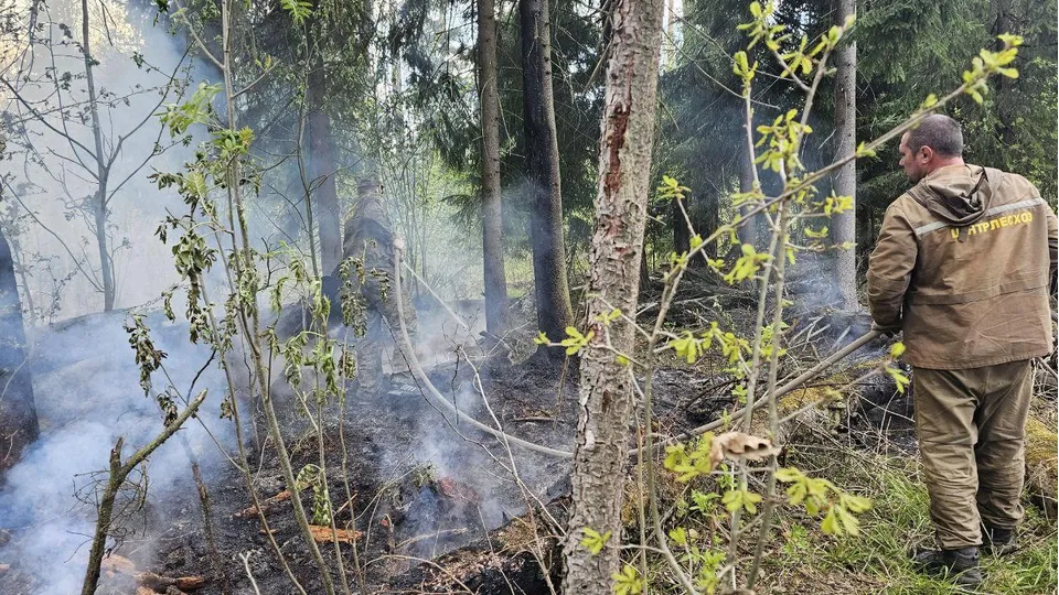 Фото: Комлесхоз Московской области