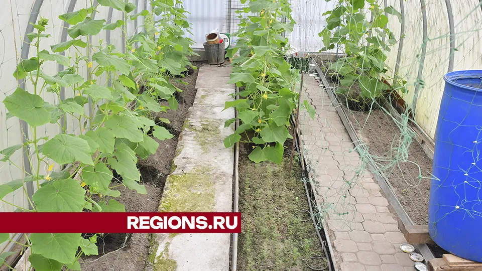 Фото: REGIONS/Наталья Бычкова