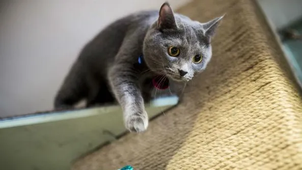 При пожаре в Щелковском районе сгорела пенсионерка и ее 10 кошек