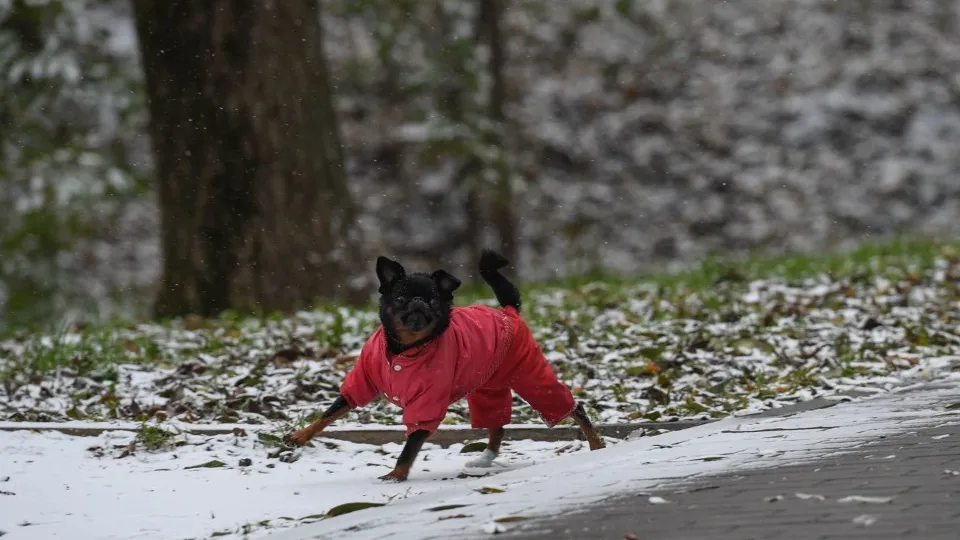 Фото: медиасток.рф