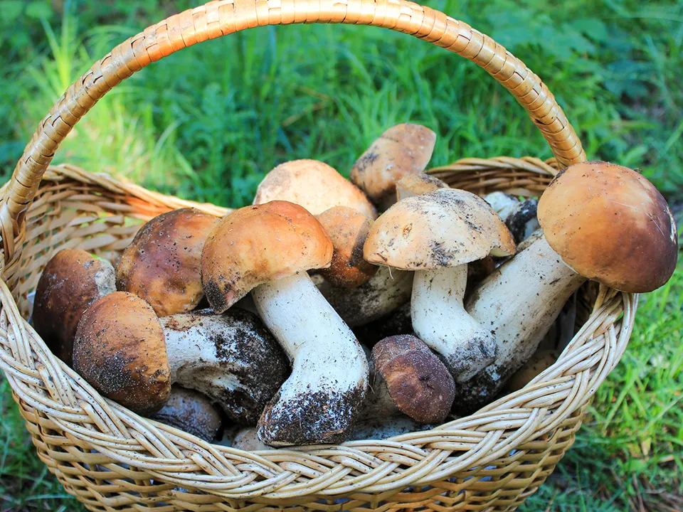 Фото: istockphoto.com