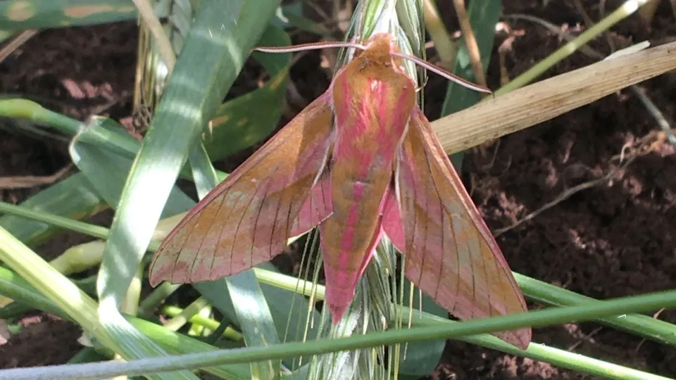 Фото: vk.com/Лотошино и лотошинцы