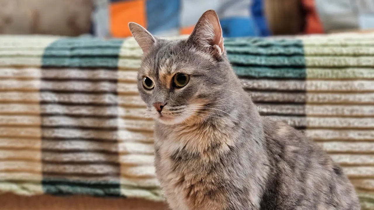 МедиаБанк Подмосковья/Вероника Горбачева