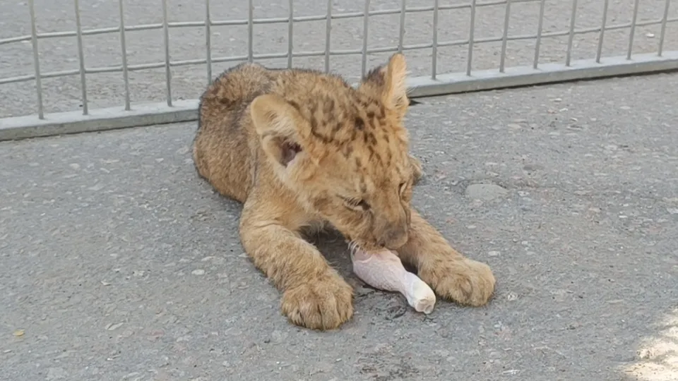 Фото: МедиаБанк Подмосковья/Екатерина Дятловская