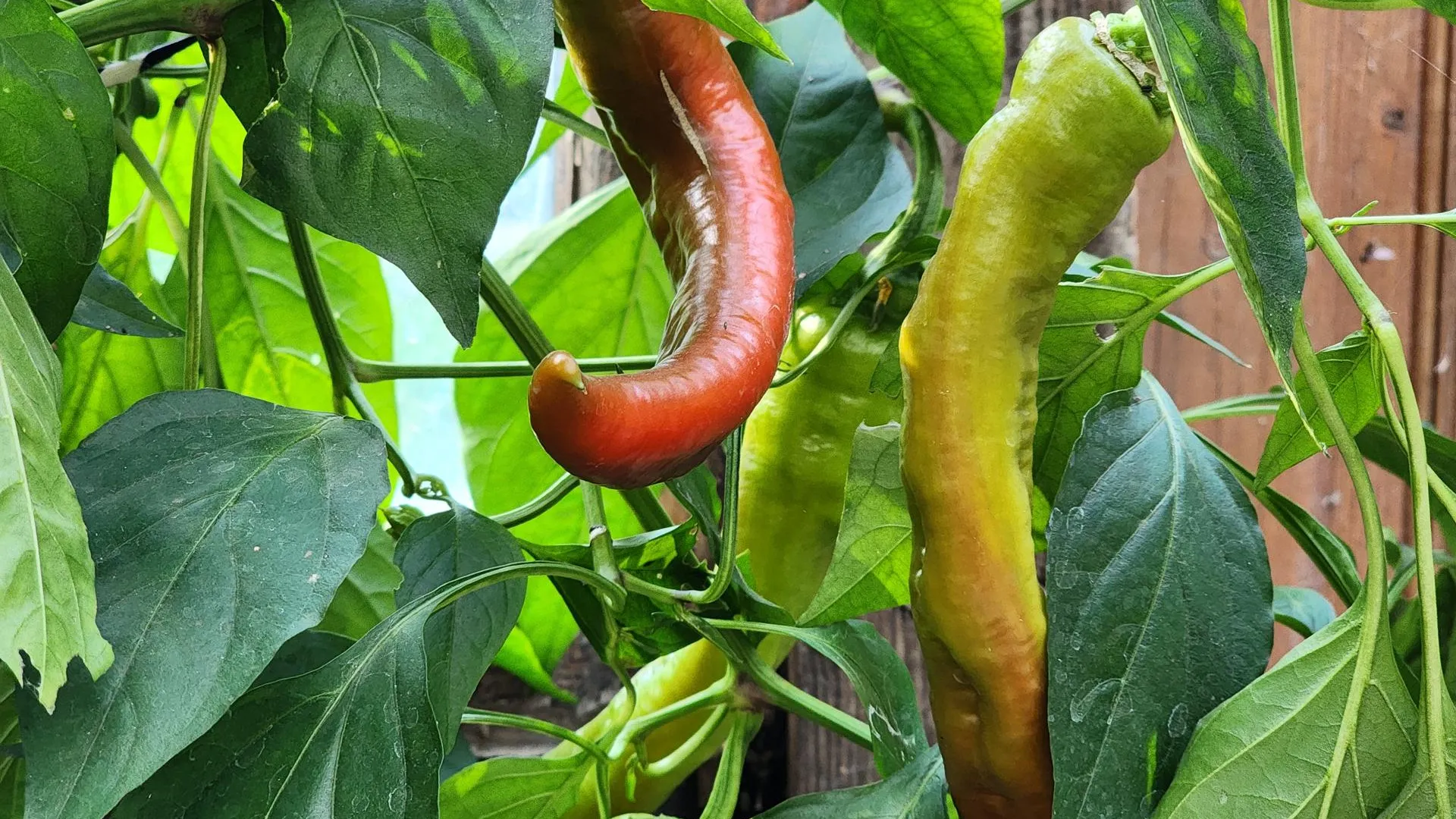 МедиаБанк Подмосковья/Ксения Пашуто