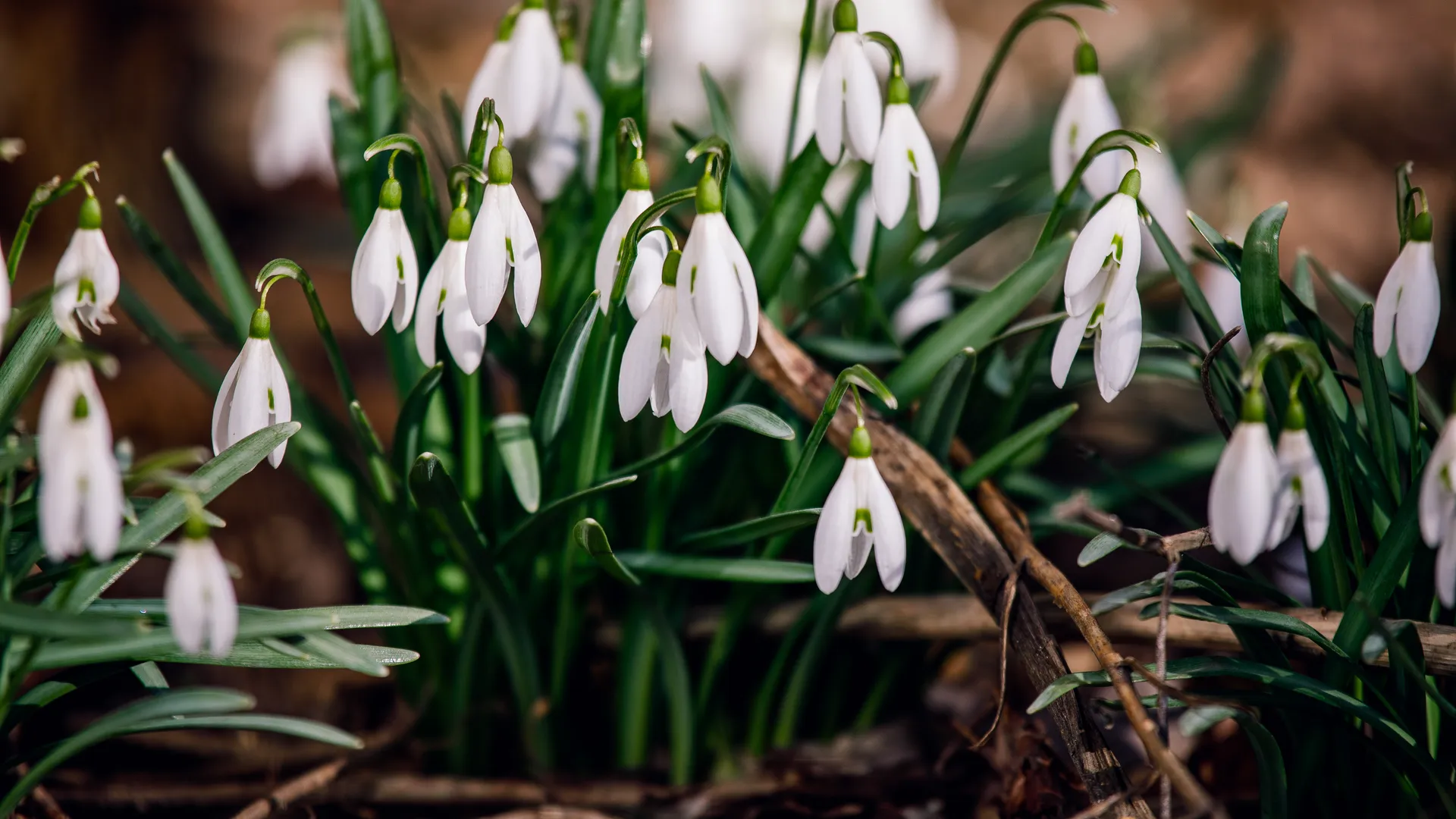 Мартовские подснежники в подмосковных Химках