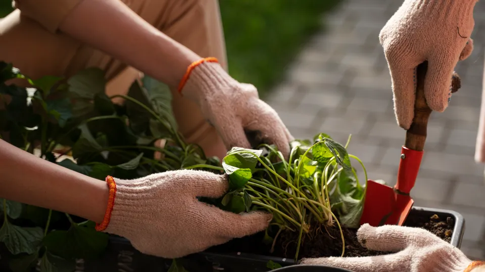 Фото: freepik.com