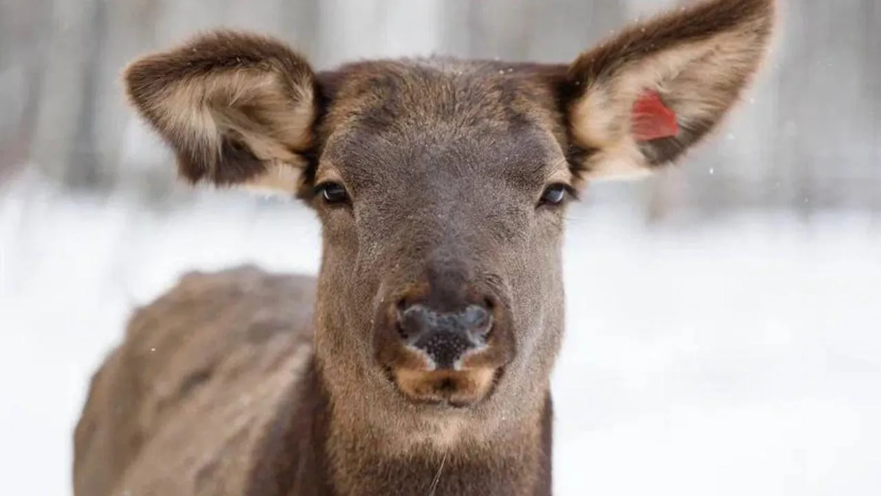 пресс-служба нацпарка "Лосиный остров"