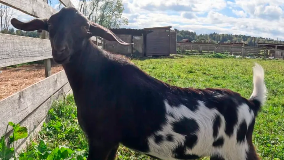 Фото: vk.com/Хаскидеревня «Рузская Аляска» | Активный отдых