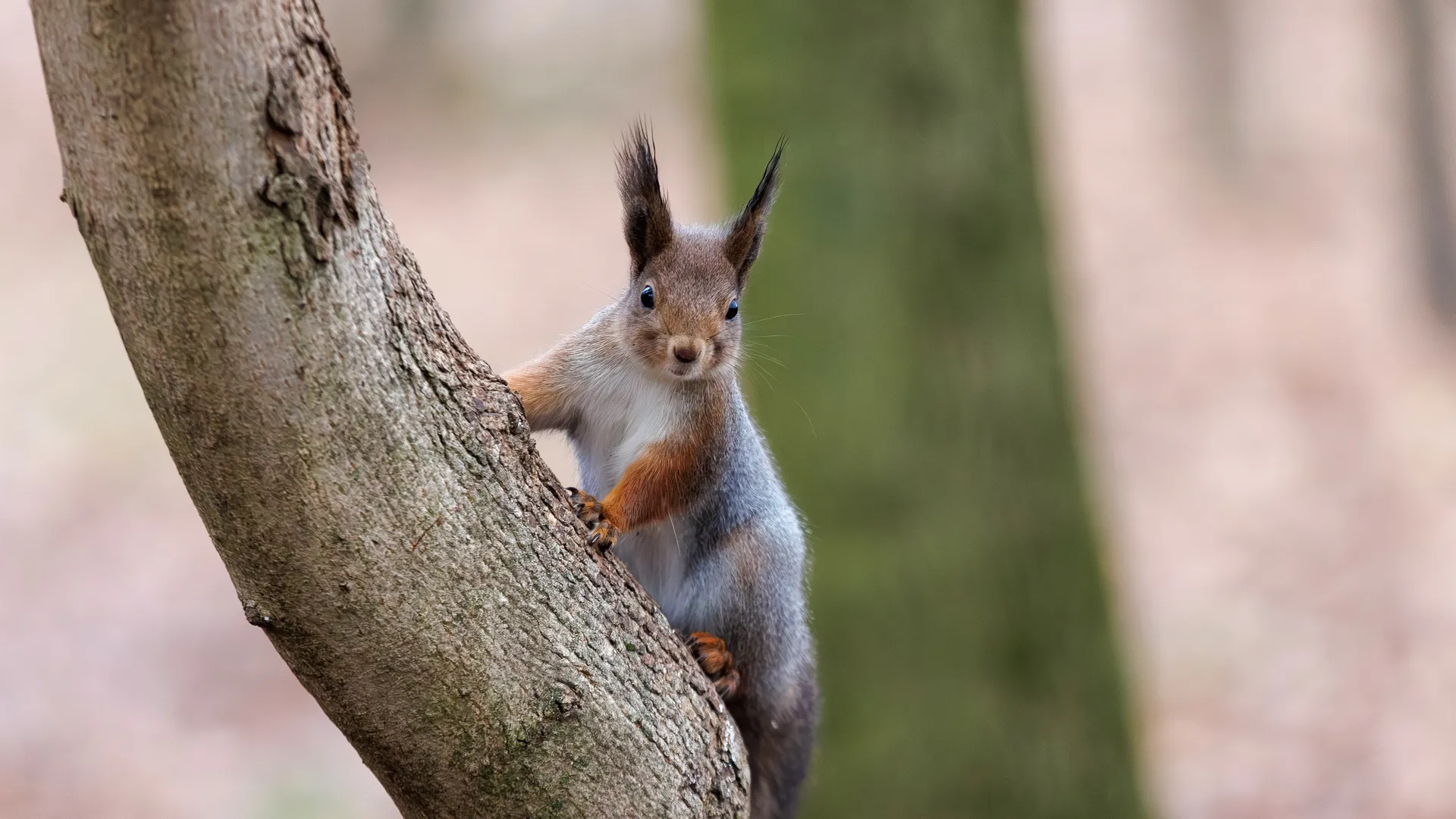 Белка в парке культуры и отдыха «Свердловский» поселка Свердловский