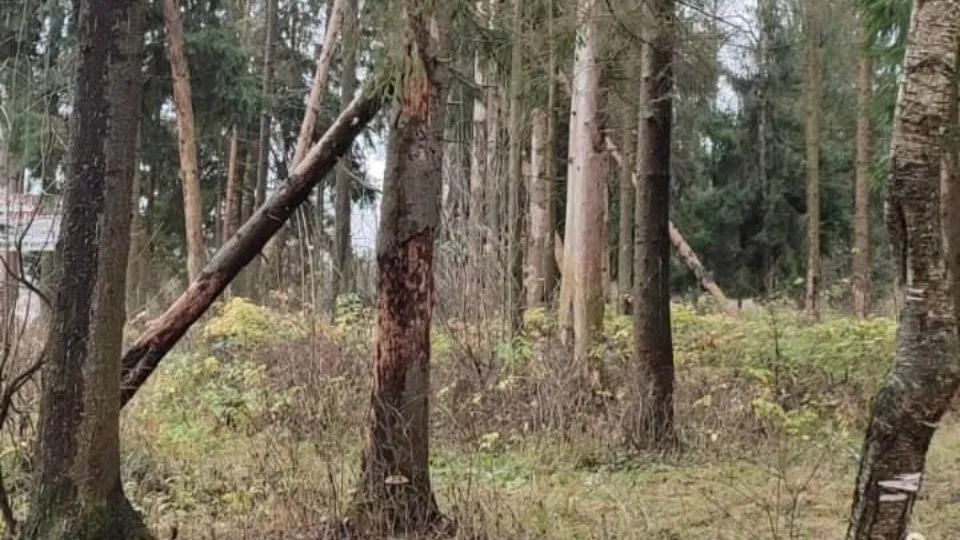 Фото: Комитет лесного хозяйства Московской области