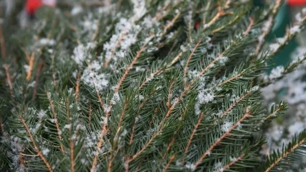 Экоакция «Подари своей елке вторую жизнь» стартует в Подмосковье