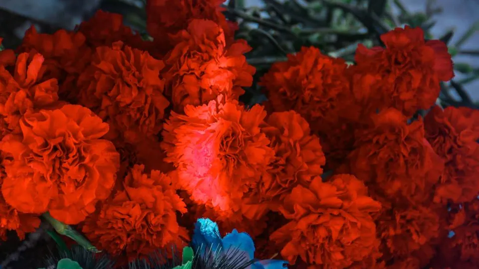 Фото: t.me/ShahovskayaOFF