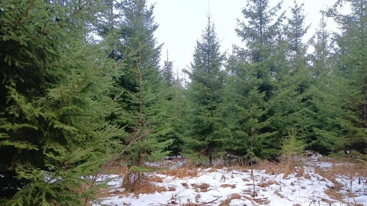 В Подмосковье в 2026 году работы по оздоровлению лесов проведут на 6,5 тыс. га