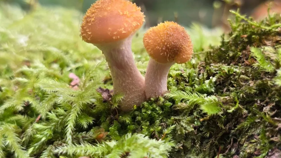 Фото: МедиаБанк Подмосковья/Яна Шаливская