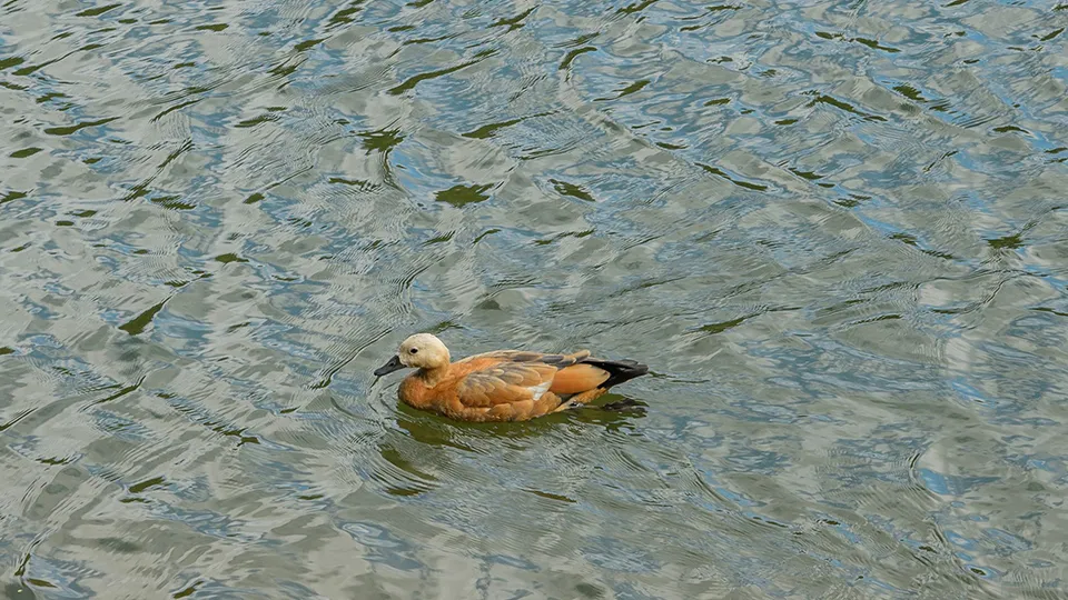 Фото: Издательство «Подмосковье»