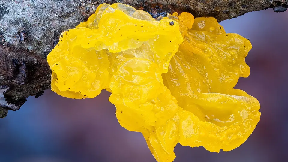 Фото: сommons.wikimedia/Ermell