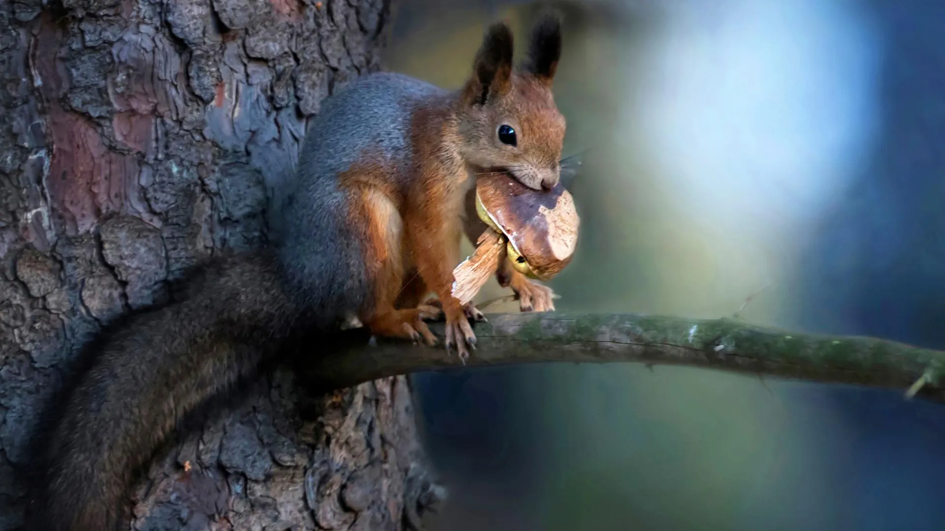 Комитет лесного хозяйства Московской области