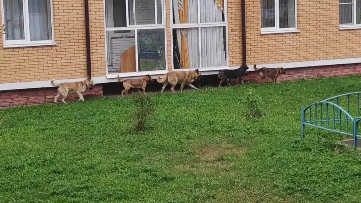 кадр из видео