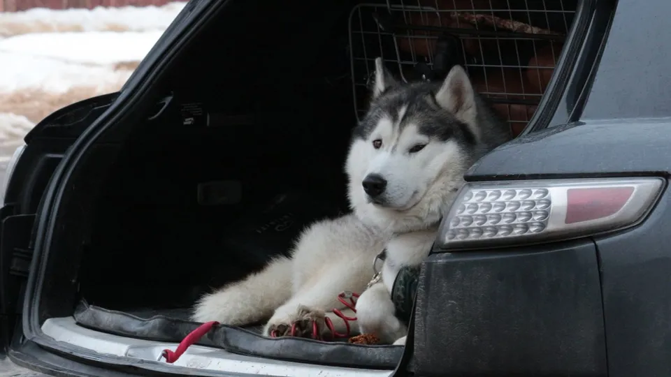 Фото: медиасток.рф