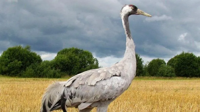 Пресс-служба Министерства экологии и природопользования Московской области