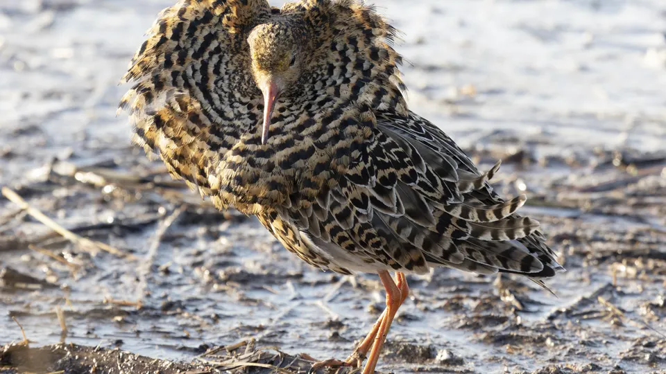 Фото: istockphoto.com/Lenorlux