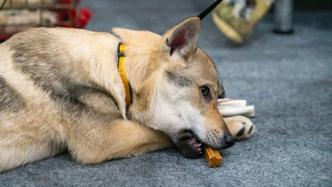 медиасток.рф