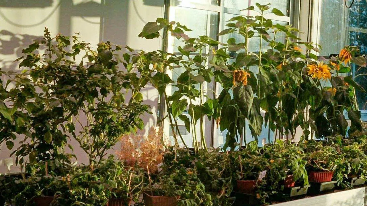 REGIONS/Наталья Пичугина