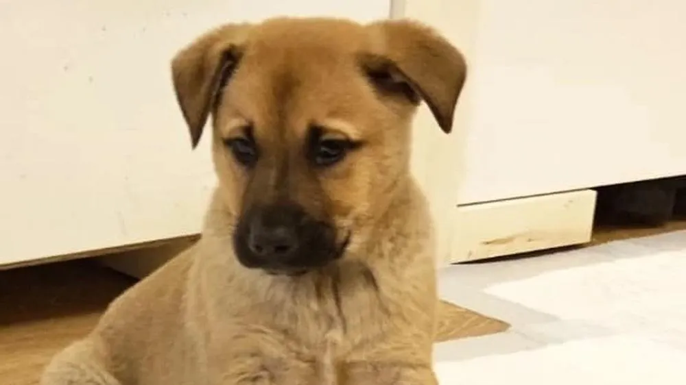 Фото: Подслушано Истра (новая) / ВКонтакте