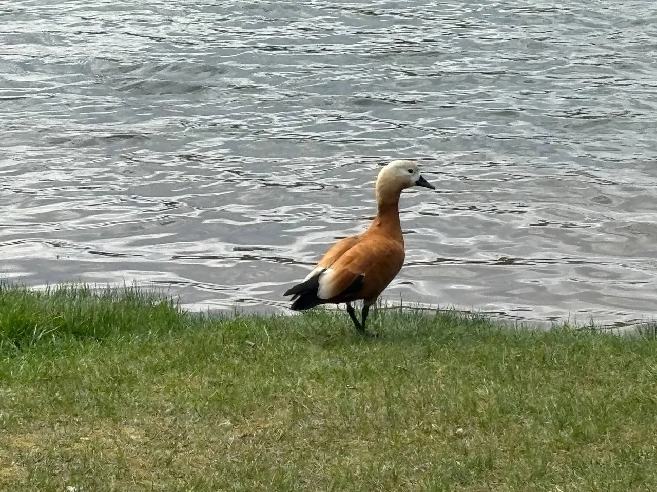 Фото: МБУК  «Городской парк культуры и отдыха»