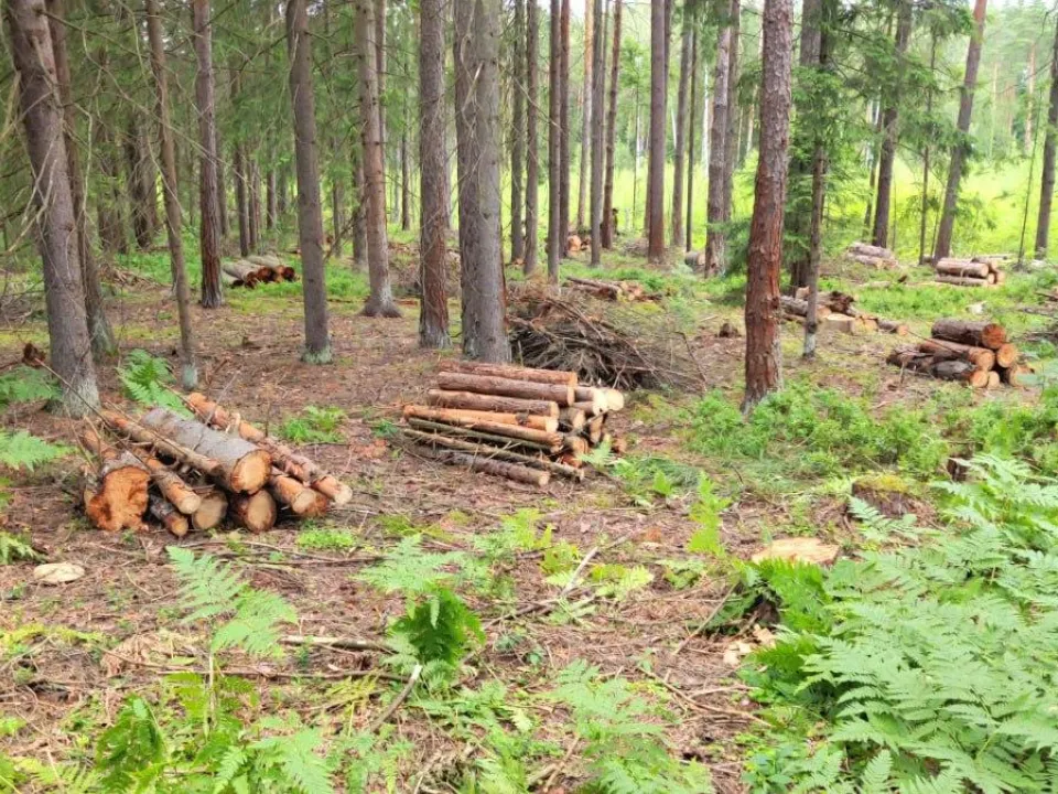 Фото: Комитет лесного хозяйства Московской области