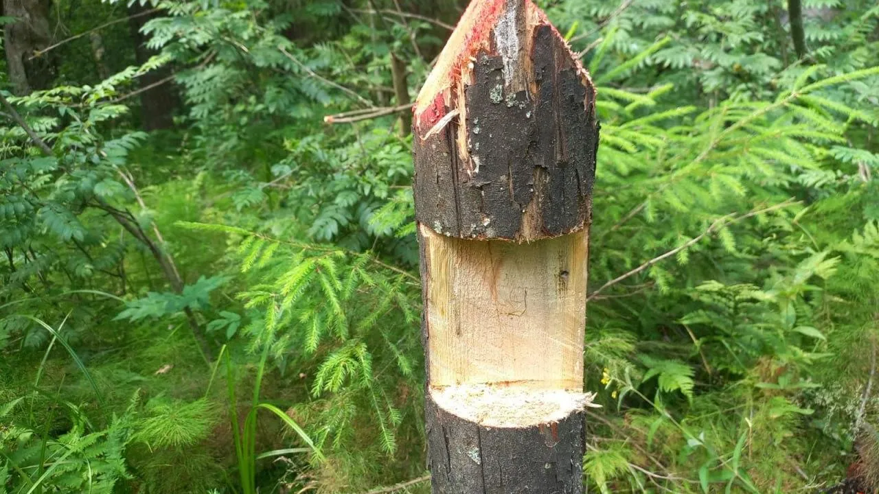 Фото: Комлесхоз МО