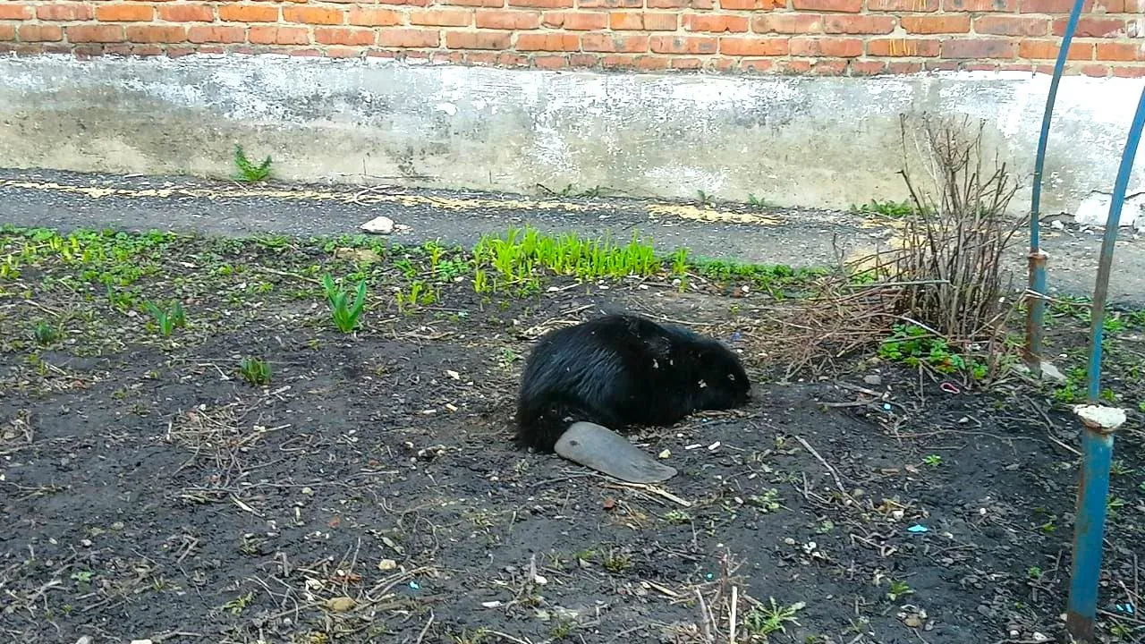 Мособлпожспас