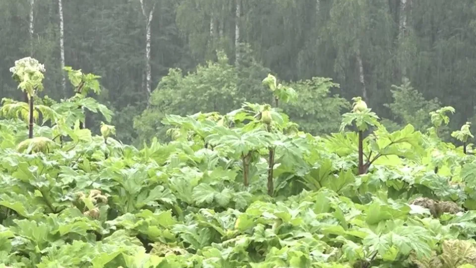 Фото: пресс-служба администрации г.о. Домодедово