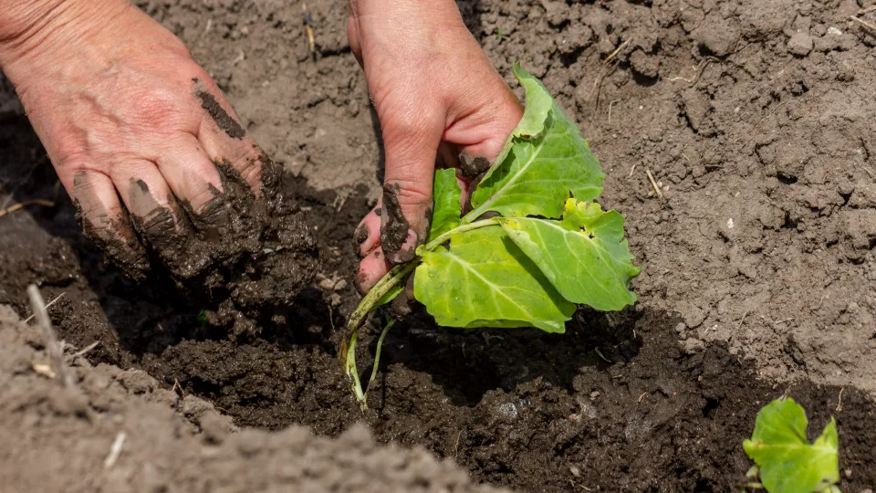 Фото: freepik.com/