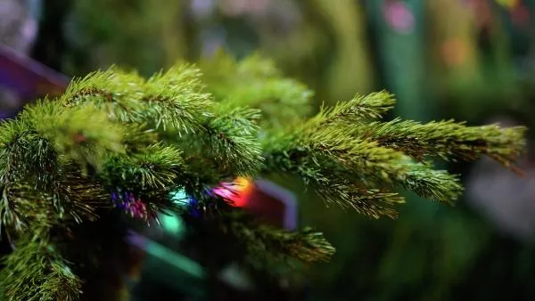 Елочные базары заработали в Химках