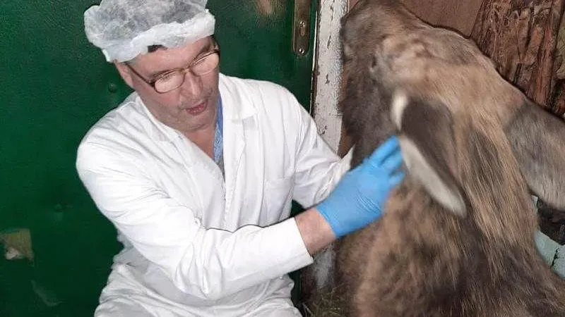 Спасенного в Талдомском округе лосенка выпустили в лес