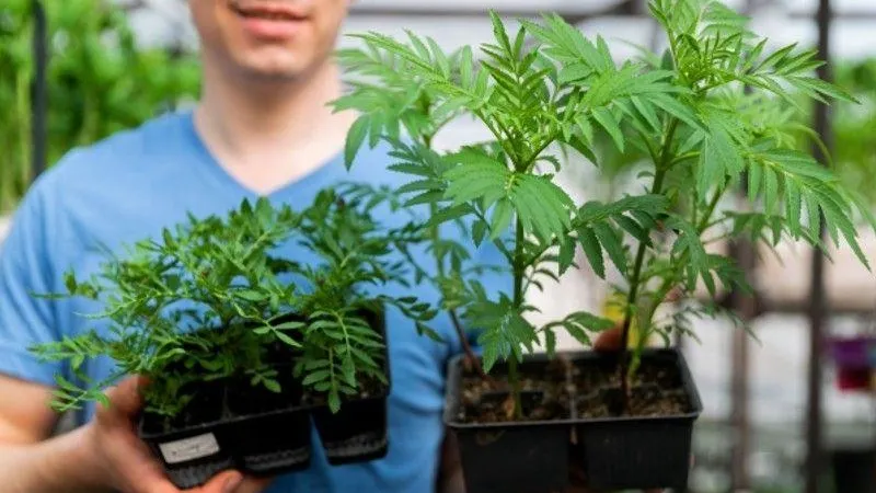 Варвара Гертье / РИА Новости