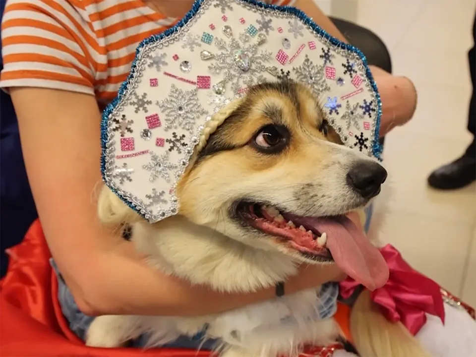 Фото: Щелковской телевидение