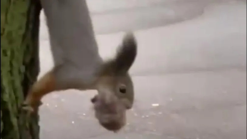 Скриншот из видео с Telegram-канала "Подмосковье №1"