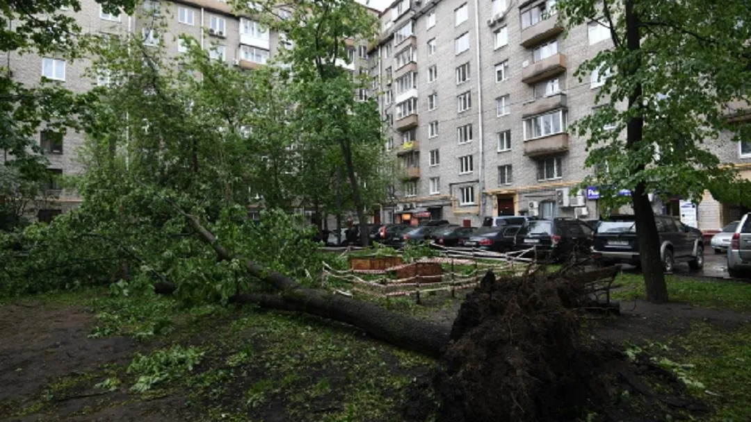 В Самарской области упавшее дерево убило мужчину и травмировало женщину