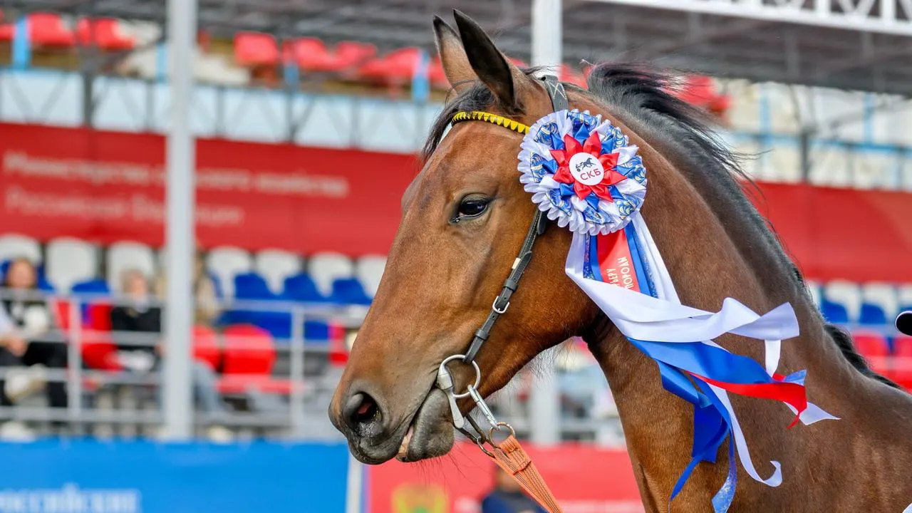 медиасток.рф