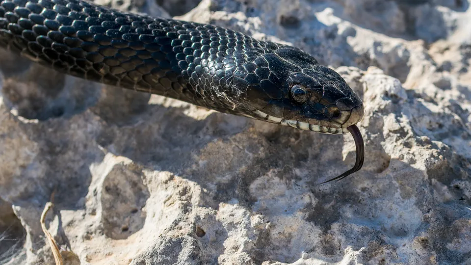 Фото: freepik.com